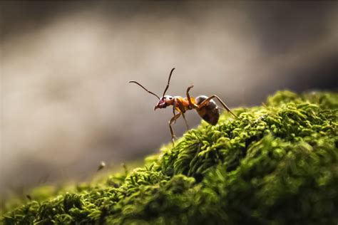 was ist giftig für ameisen